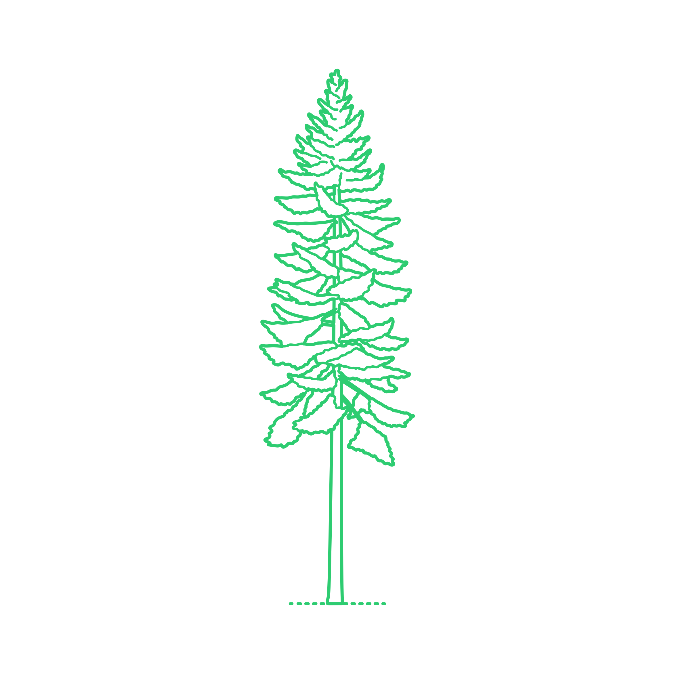 Plants False Hemlocks Chinese Douglas Fir Craft Design Svg File Free Vectors